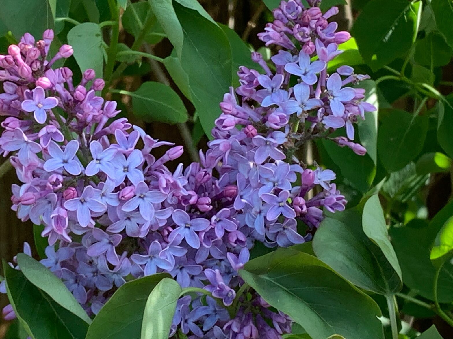 Lilacs: Fragrant Blooms of Beauty and Elegance
