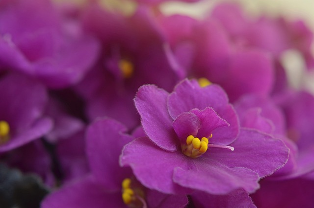 Exploring the Market for African Violets: A Blooming Demand for Charming Houseplants
