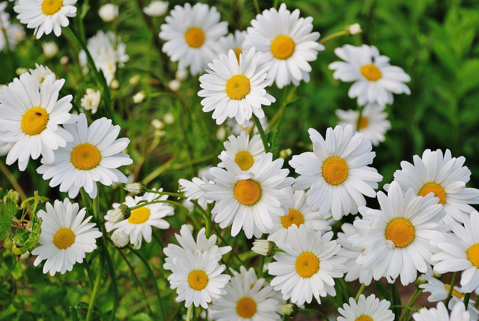 Daisies: The Delicate Beauty of Nature’s Smiling Flowers