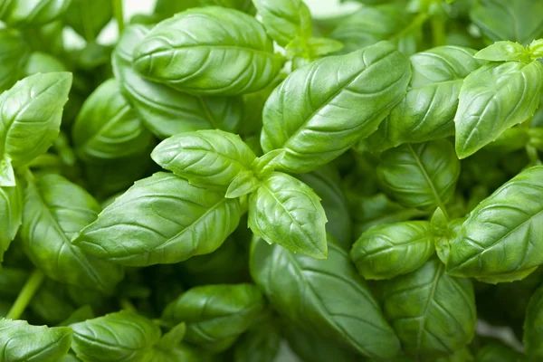 Basil: An Aromatic Herb for Culinary Delights and Beyond