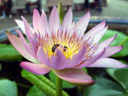 The Sacred Beauty of Lotus Flowers: Unveiling the Mystique and Symbolism