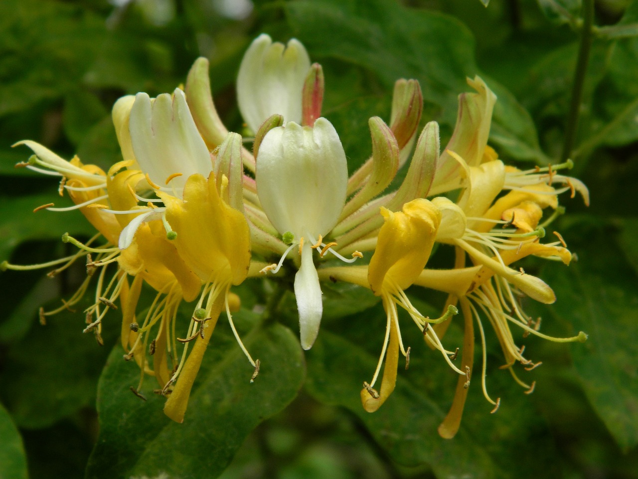 Honeysuckle: A Fragrant and Enchanting Climbing Vine