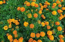 Marigolds, Vibrant Blooms That Radiate Beauty and Joy
