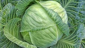 What Are Some Markets For Cabbages?
