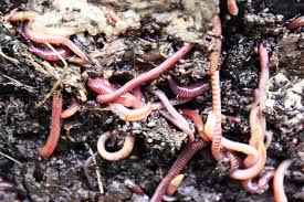 Vermiculture: Turning Waste into Wealth through Worm Farming