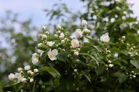 Jasmine: A Fragrant Delight for Gardens and Senses