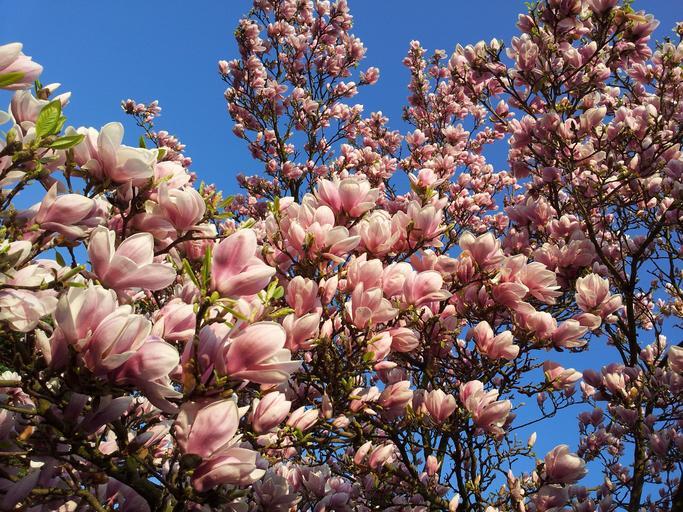 The Enduring Charm of Magnolias: A Journey Through Blossoms and Symbolism