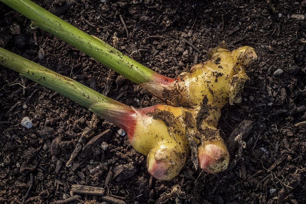 Harnessing the Tropics: Growing Ginger in Zone 6