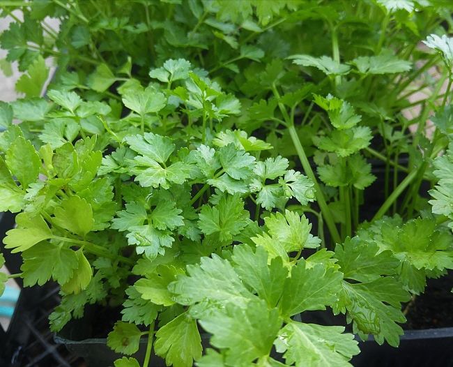 Cilantro: The Love-it or Hate-it Herb with Remarkable Qualities