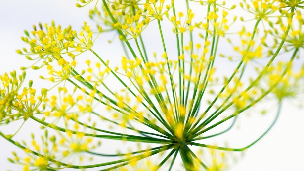 Dill: The Graceful Giant of the Herb Garden