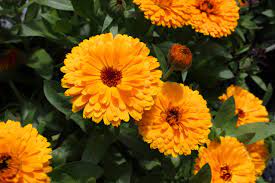 Calendula: A Guide to Growing and Benefits of this Versatile Flower