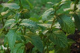 Mint Varieties: A Peppery Peep into the World of Aromatic Botany