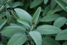 Sage: Delving into the Robust World of a Revered Herb