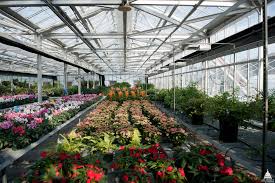 Cultivating Possibilities: A Comprehensive Guide to Greenhouses