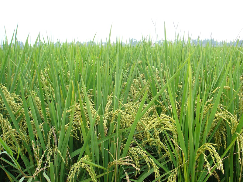 Lemongrass: The Citrusy Herb with Culinary and Medicinal Virtues