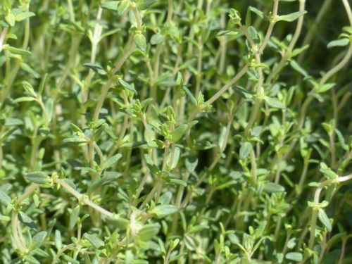 Thyme: Delving into the Timeless Appeal of an Ancient Herb