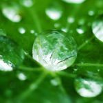 Profile picture of Natures Due