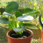 Group logo of Indoor Oasis Creators