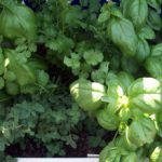 Group logo of Garden Gourmet Club